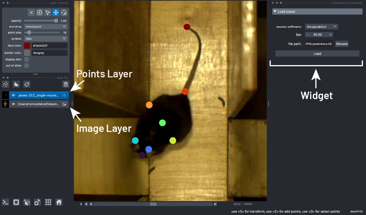 napari widget with poses dataset loaded