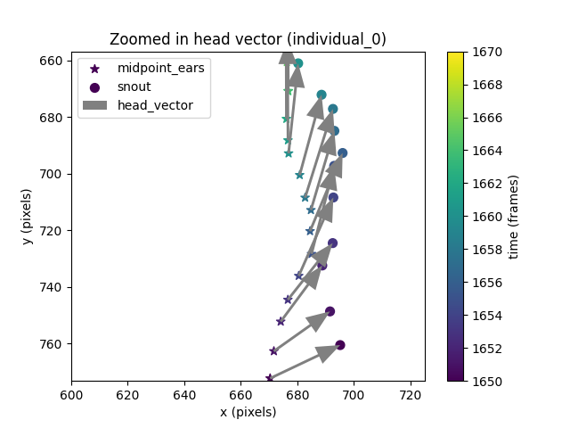 Zoomed in head vector (individual_0)